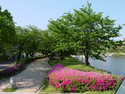 写真:元安川遊歩道