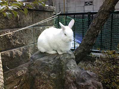 写真:我が家のペット、故ぴーちゃん