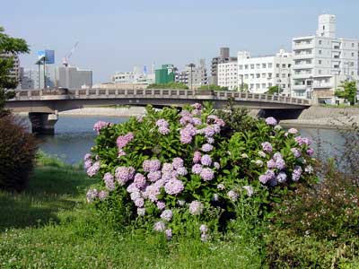 写真:紫陽花と中島神埼橋