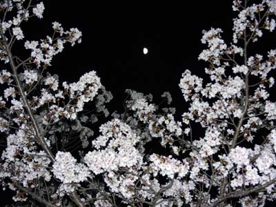 桜と月