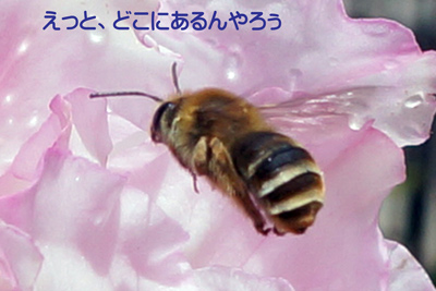 ߂
