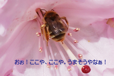 ߂