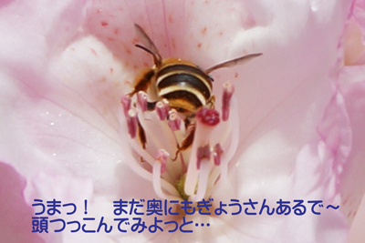 ߂