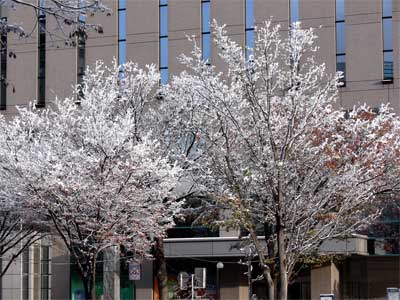 雪桜