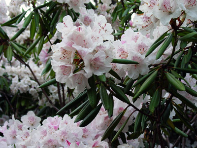 花木の女王「シャクナゲ(石楠花)」