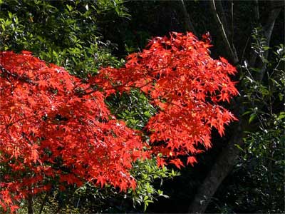 紅葉