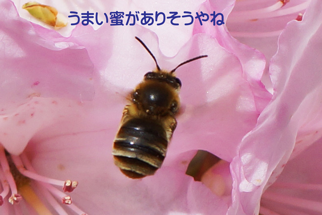 ߂