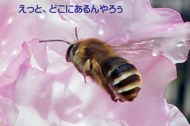 ߂