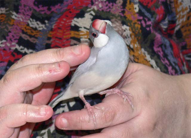 ȂłȂőD[I