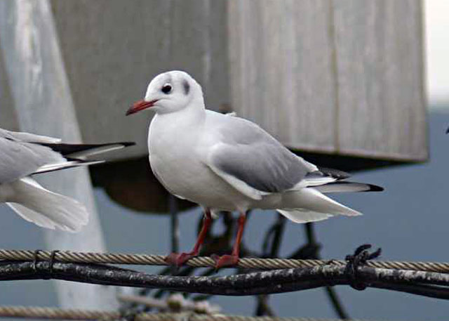 Jł